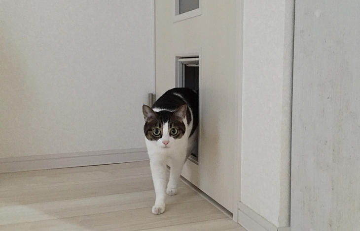 ペットが扉の前で開けてもらうのを待ったり、爪で扉を傷つけたりする心配も軽減