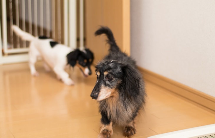 ペットも暮らしやすいリノベーションのポイント