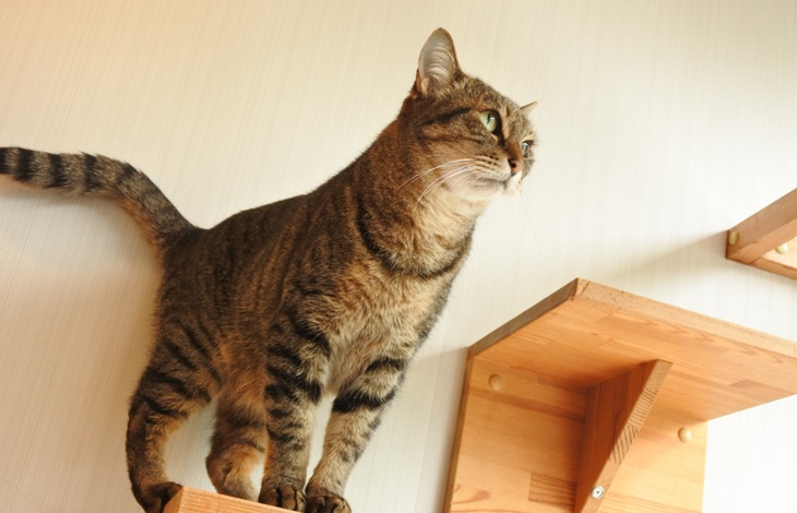 猫を飼っているご家庭であれば、壁面にキャットウォークを設置